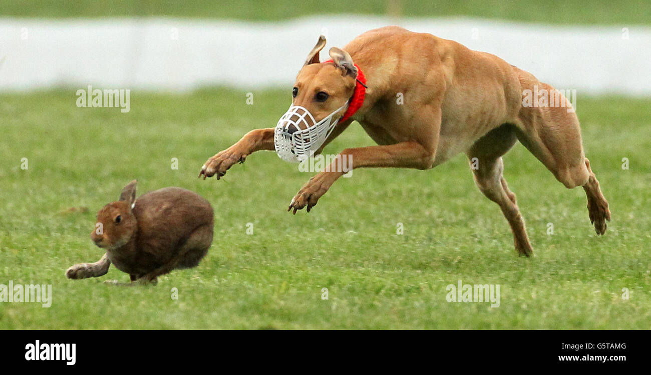 Dog Racing - National Coursing Championships - Clonmel Stock Photo