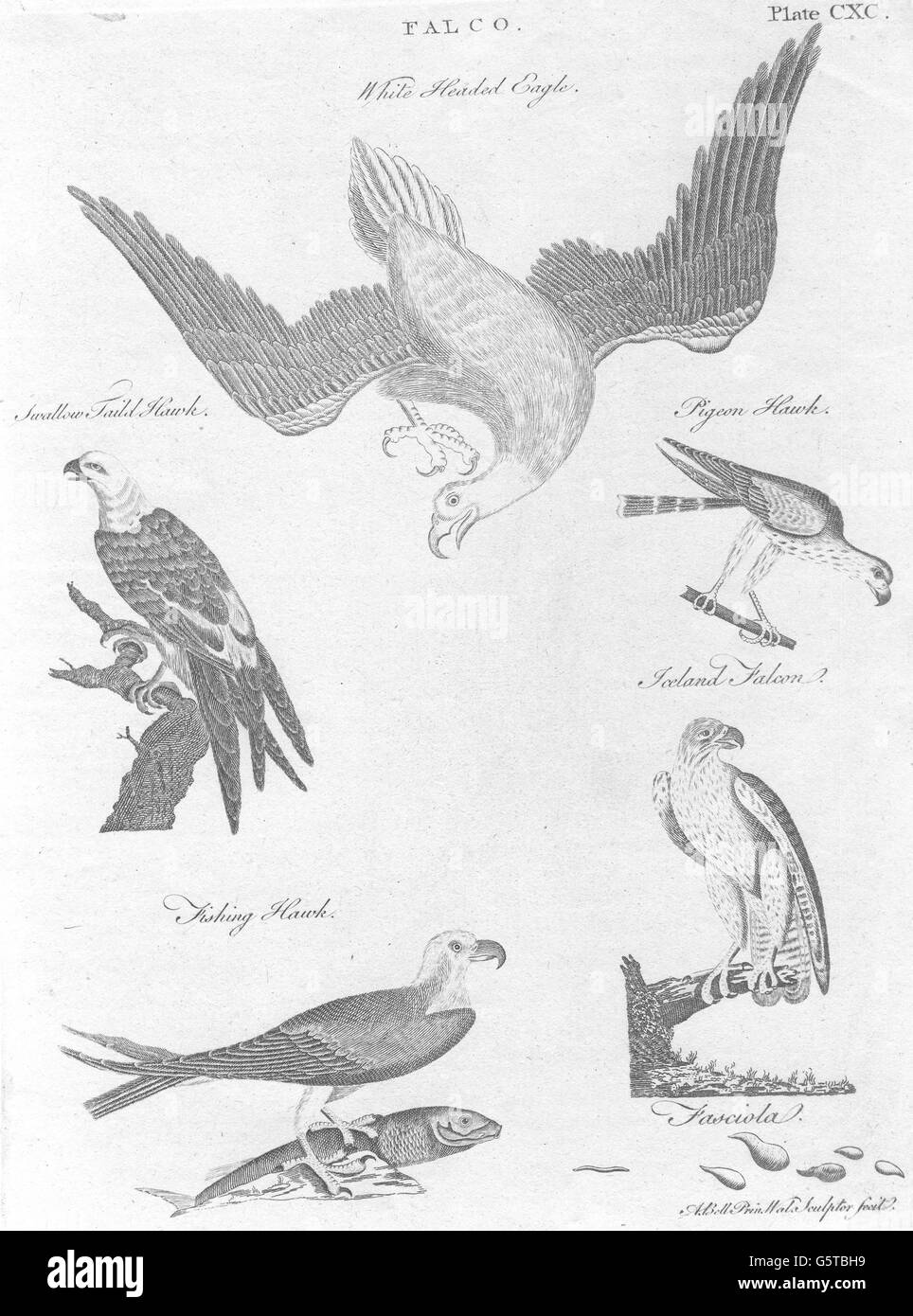 FALCONS:White headed Eagle;Swallow Paild,Pigeon,fishing Hawk;Iceland Falcon 1798 Stock Photo