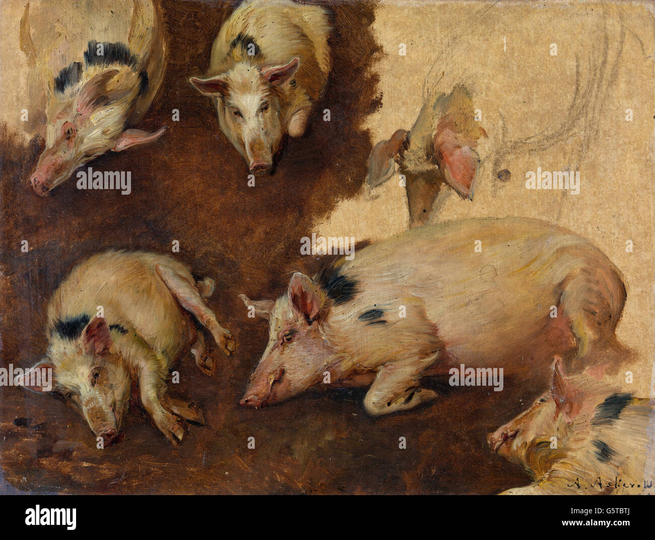 Anders Askevold - Study of six Pigs Stock Photo