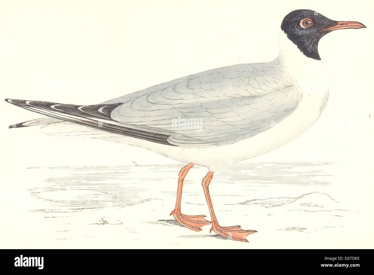 BIRDS: Laughing Gull. Found in Europe. USA. Africa (Morris), old print 1865 Stock Photo