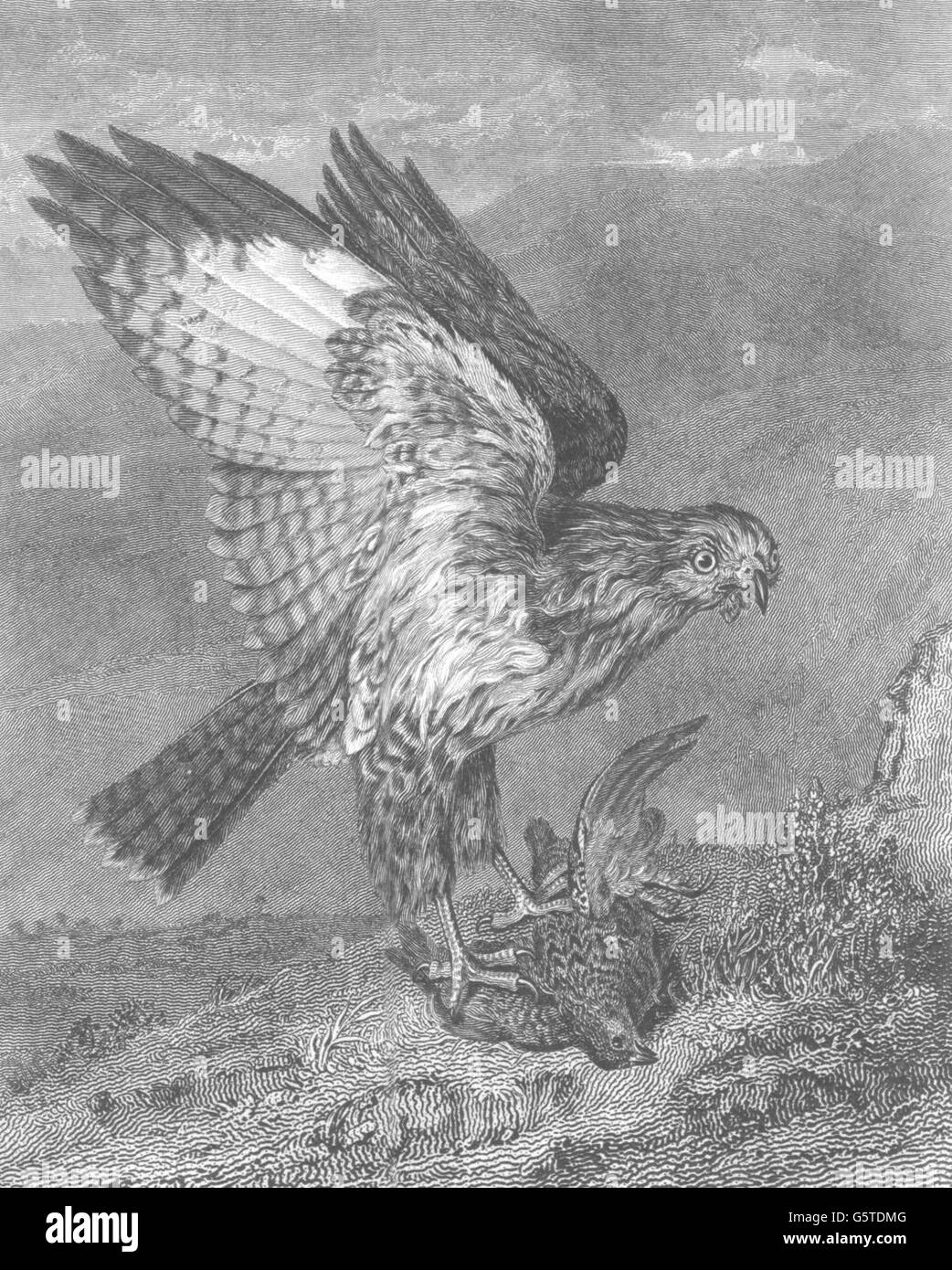 BIRDS: Buzzard and heath Poult in its talons, antique print c1830 Stock Photo