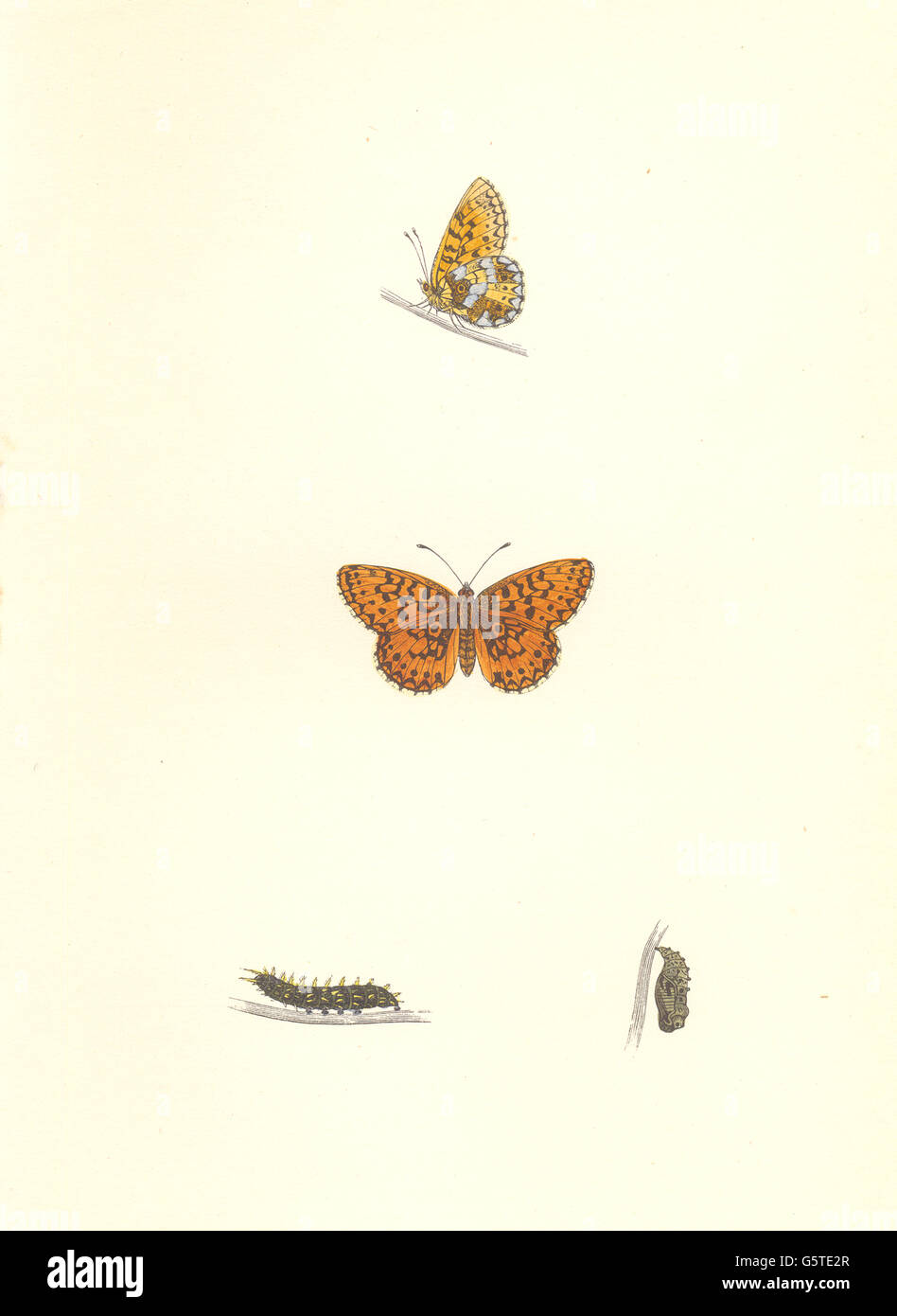 BUTTERFLIES: Small Pearl- Bordered Fritillary (Morris), antique print 1868 Stock Photo
