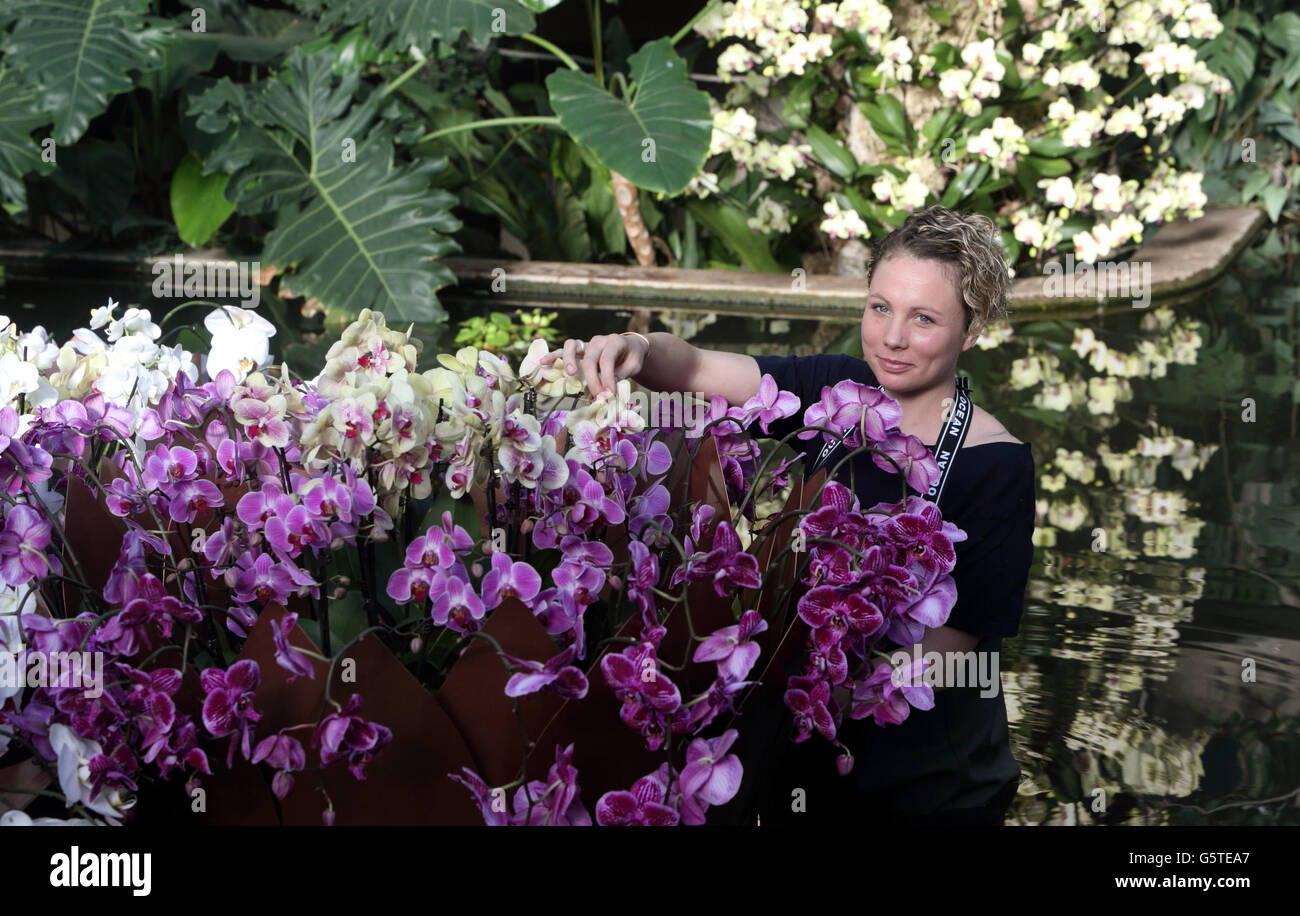 Ashleigh Davis puts the finishing touches to the Kew Orchid festival in the Prince of Wales Conservatory at Kew Gardens in West London. The exhibition called 'Orchids' runs from Saturday Febuary 9th to Sunday March 3rd 2013. Stock Photo