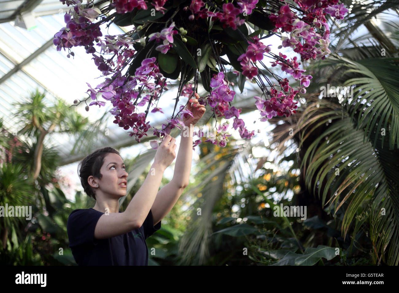 Katharine Cook puts the finishing touches to the Kew Orchid festival in the Prince of Wales Conservatory at Kew Gardens in West London. The exhibition called 'Orchids' runs from Saturday Febuary 9th to Sunday March 3rd 2013. Stock Photo