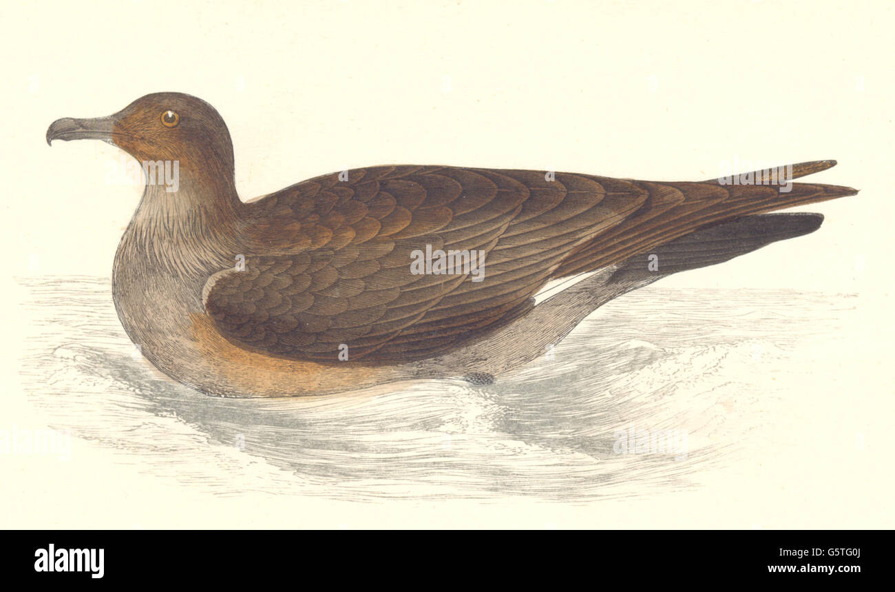 BIRDS: Skua (Morris), antique print 1880 Stock Photo