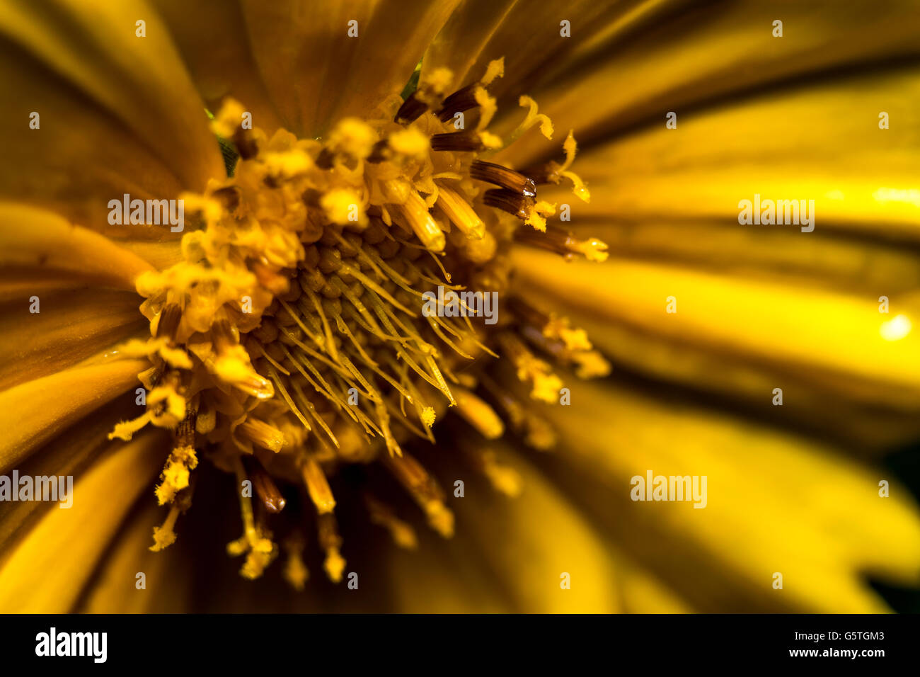 Flower yellow macro hi-res stock photography and images - Alamy