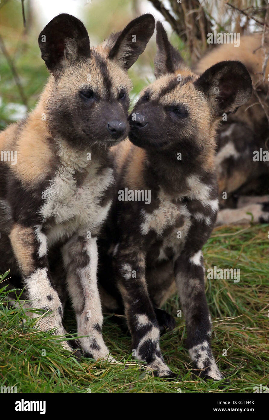 African Painted Dog puppies make debut Stock Photo - Alamy