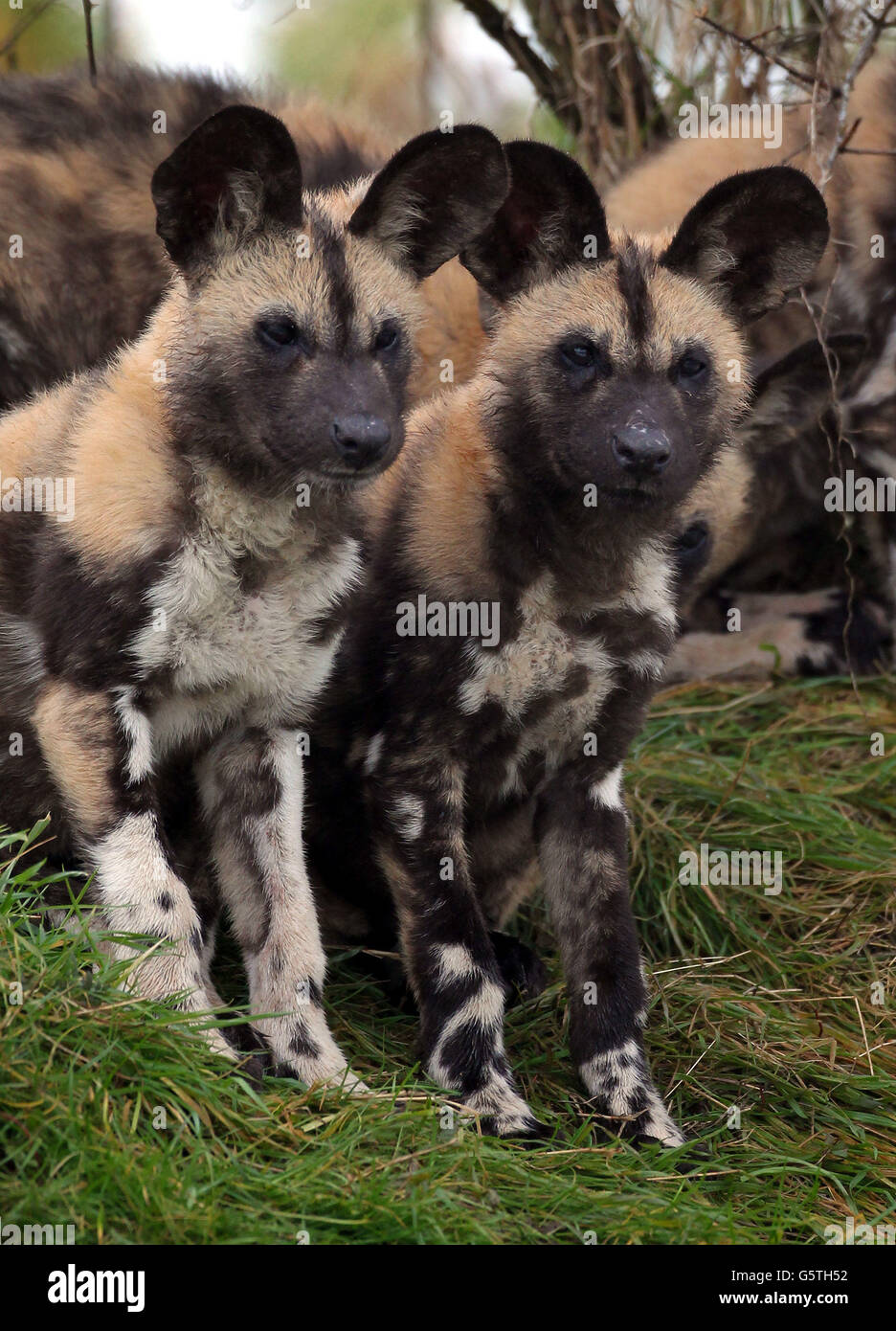 Two African Painted Dog puppies look around their enclosure as eight twelve  week old African Painted Dog puppies make their debut at Port Lympne Wild  Animal Park near Ashford, Kent Stock Photo -