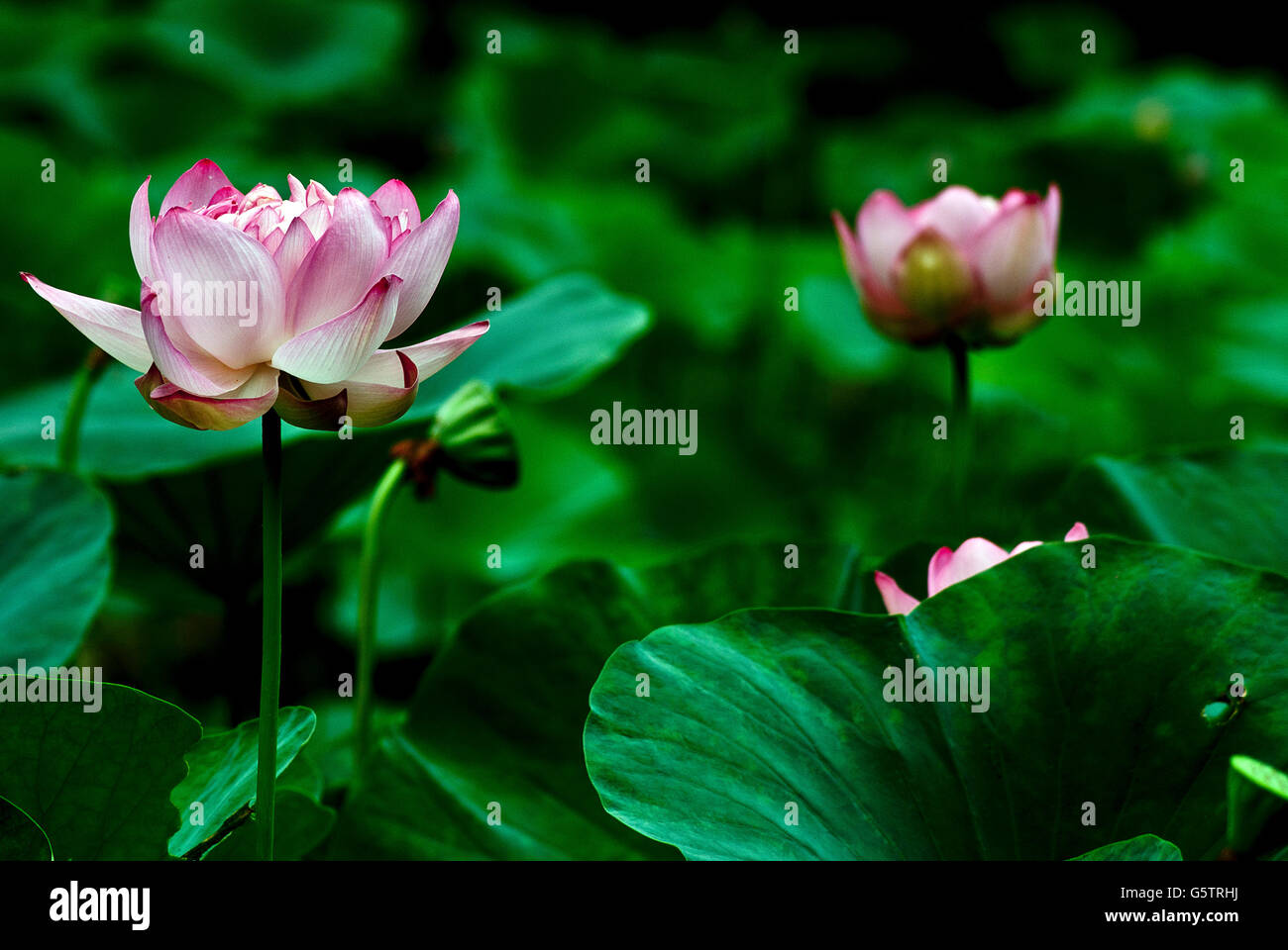 Blooming Nelumbo Nucifera. Indian Lotus. Stock Photo