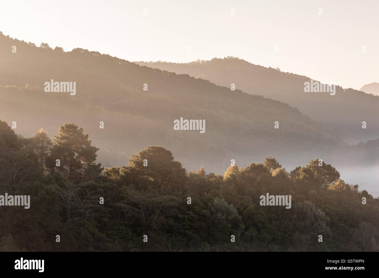 Tree mist mountain Doiangkhang in Chiangmai,Thailand Stock Photo