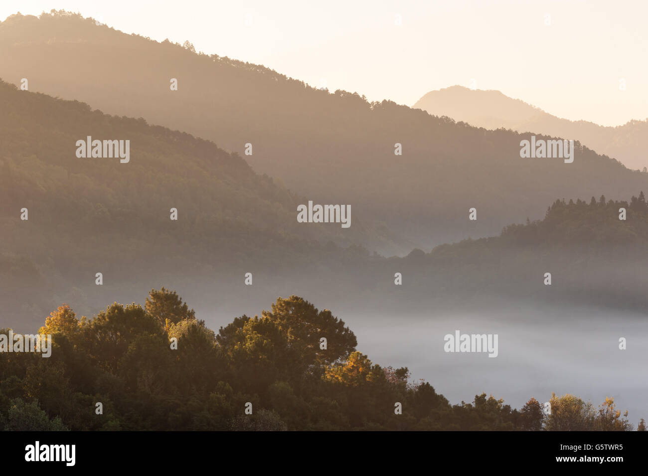 Tree mist mountain Doiangkhang in Chiangmai,Thailand Stock Photo