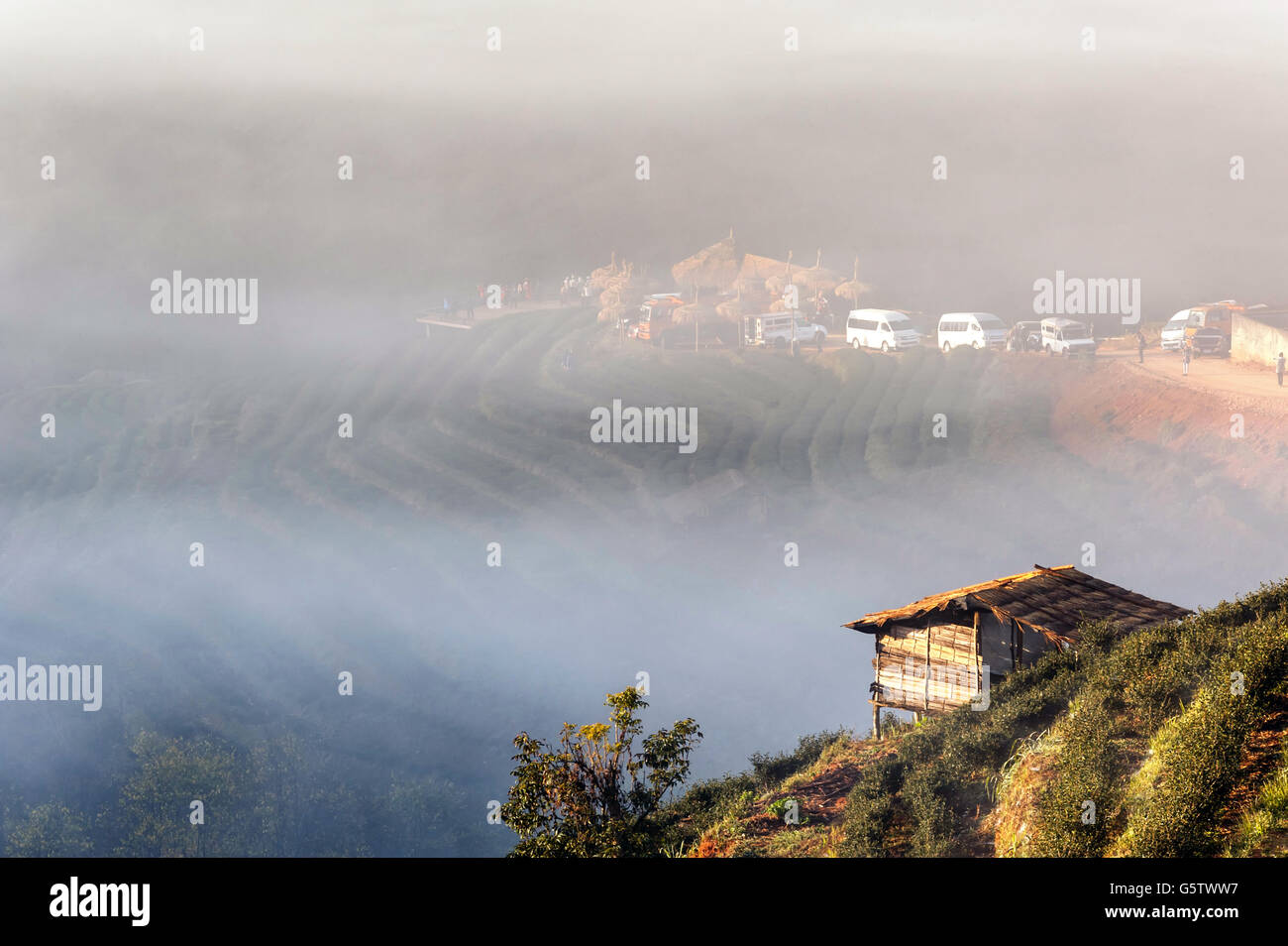 Tree mist mountain Doiangkhang in Chiangmai,Thailand Stock Photo