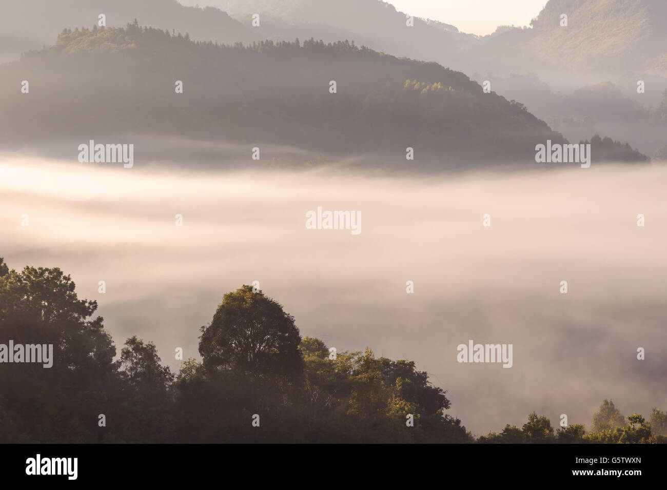 Tree mist mountain Doiangkhang in Chiangmai,Thailand Stock Photo