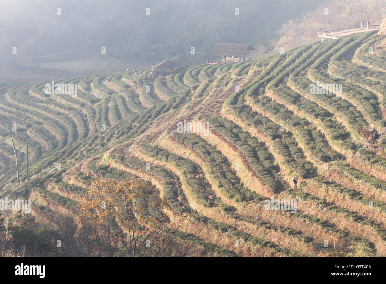 Tea plantation in mountain view,Doiangkhang  in Chiangmai,Thailand Stock Photo