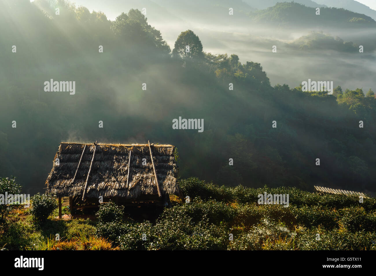 mountain mist at doiangkhang in Chiangmai,Thailand Stock Photo
