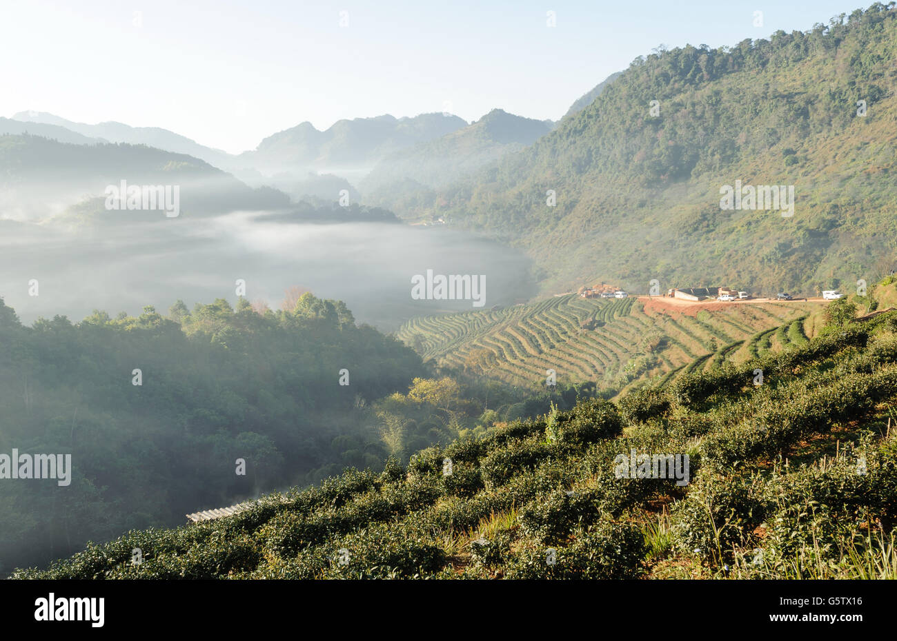 mountain mist at doiangkhang in Chiangmai,Thailand Stock Photo