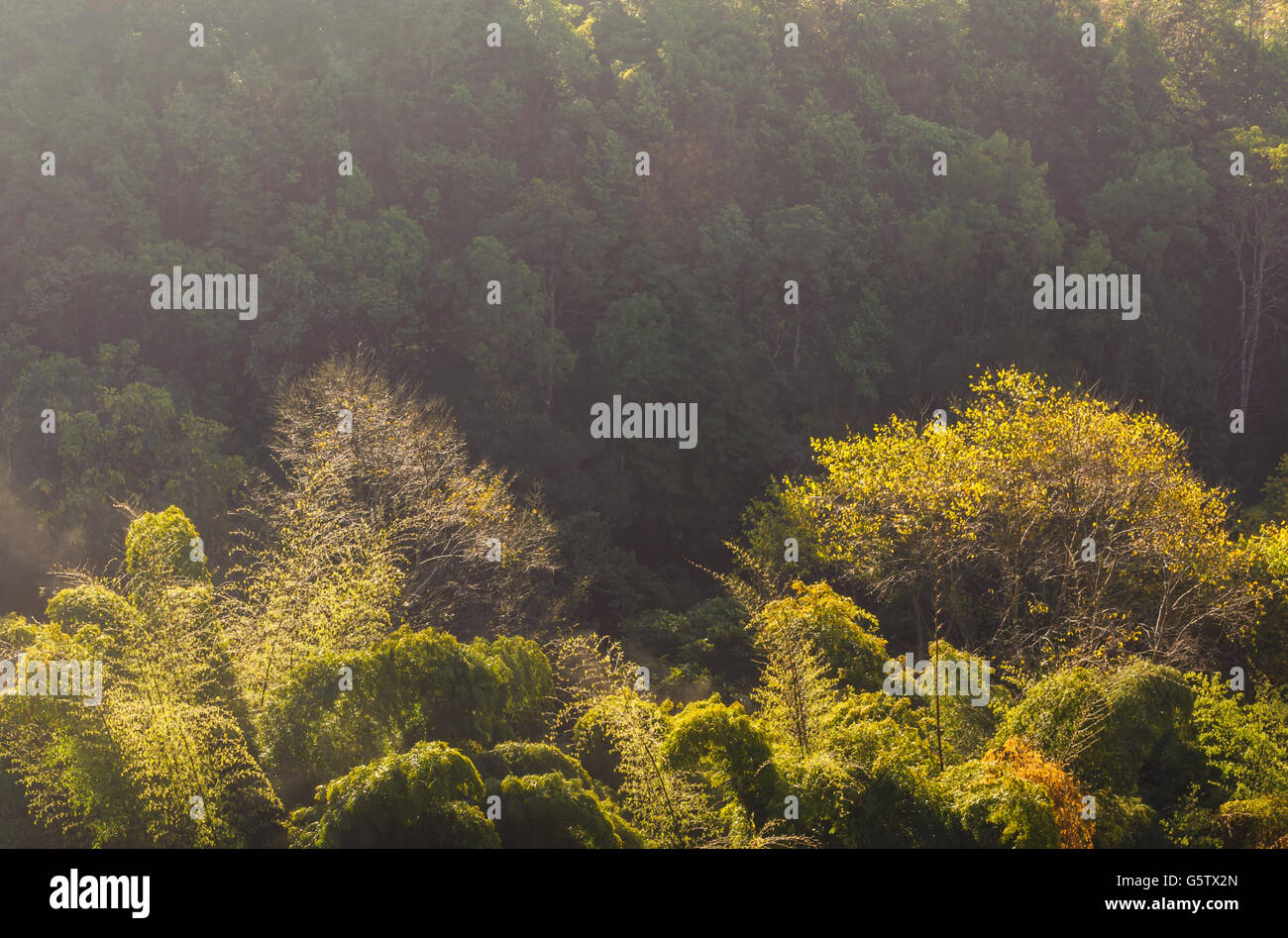 Tree mountain Doiangkhang in Chiangmai,Thailand Stock Photo