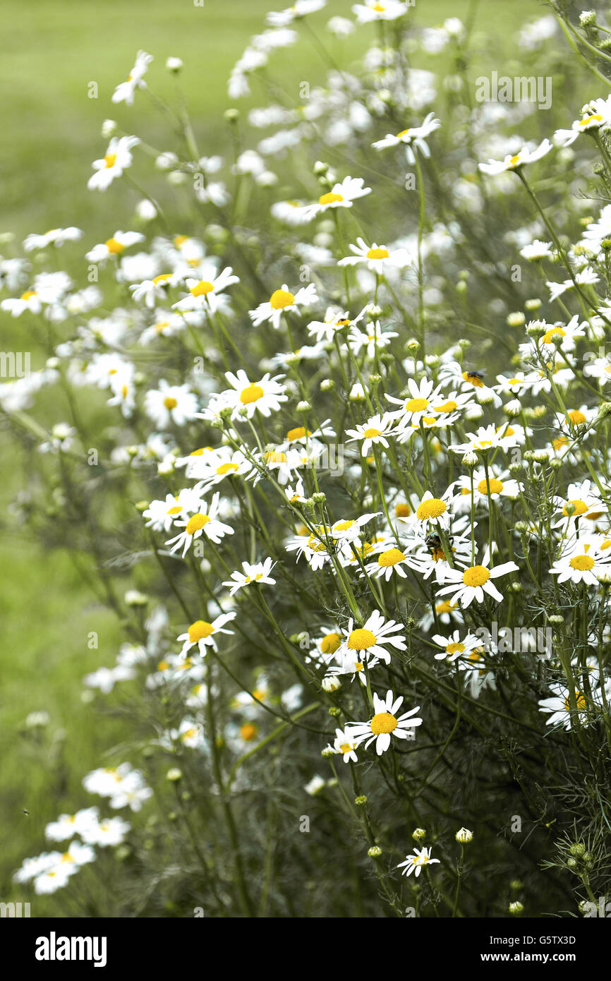 Vintage photo of chamomile flowers growing and blooming Stock Photo
