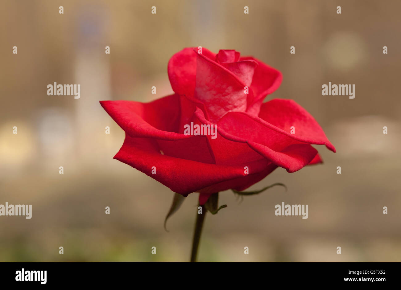 Rose red flower in garden Stock Photo