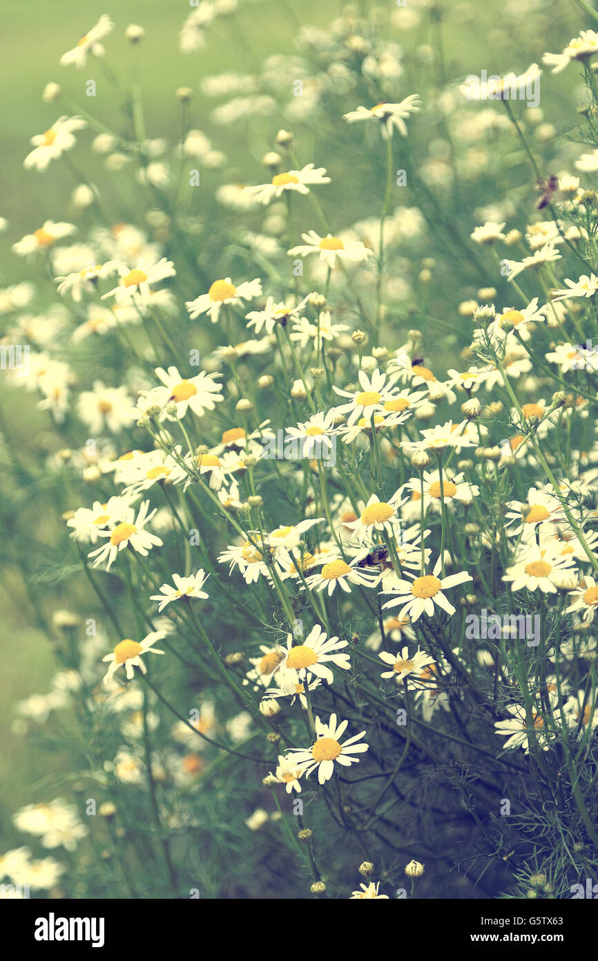 Vintage photo of chamomile flowers growing and blooming Stock Photo