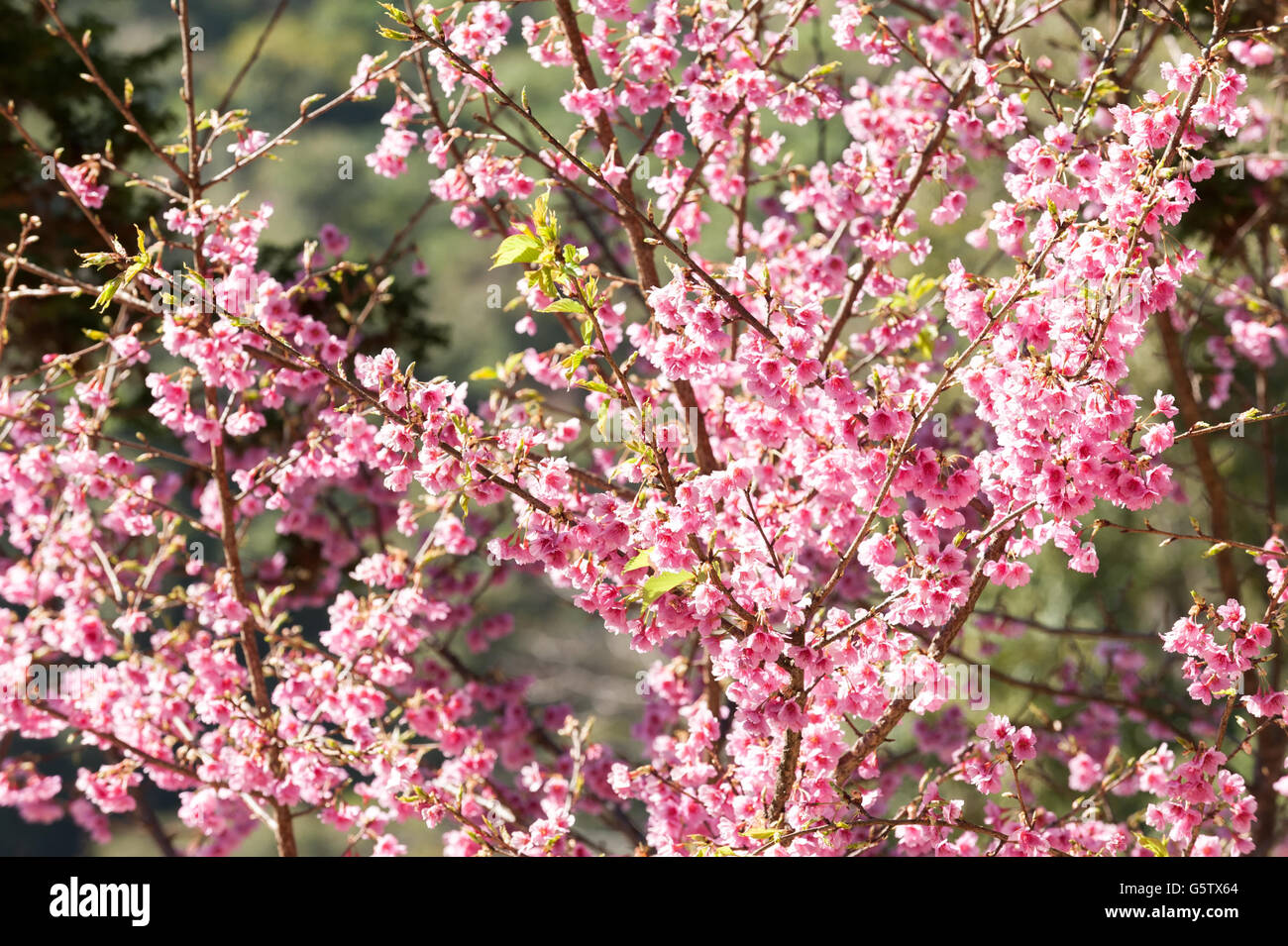 Sakura flowers blooming at doi angkhang in Chiangmai,Thailand Stock Photo