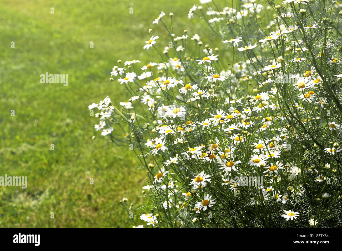 Vintage photo of chamomile flowers growing and blooming Stock Photo