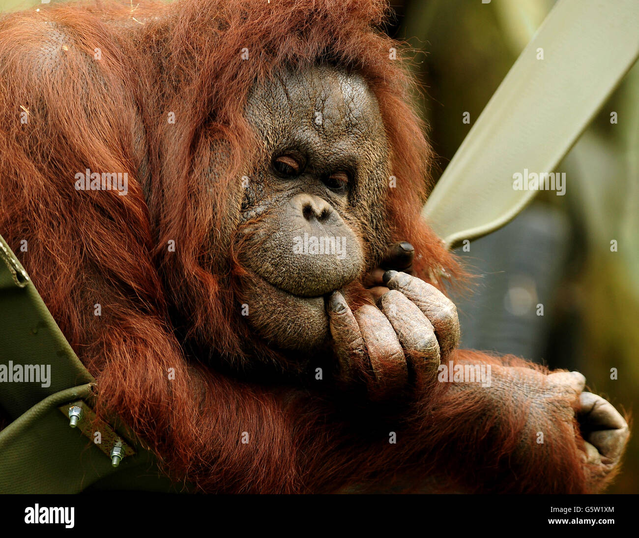 Animals at Twycross Zoo Stock Photo Alamy