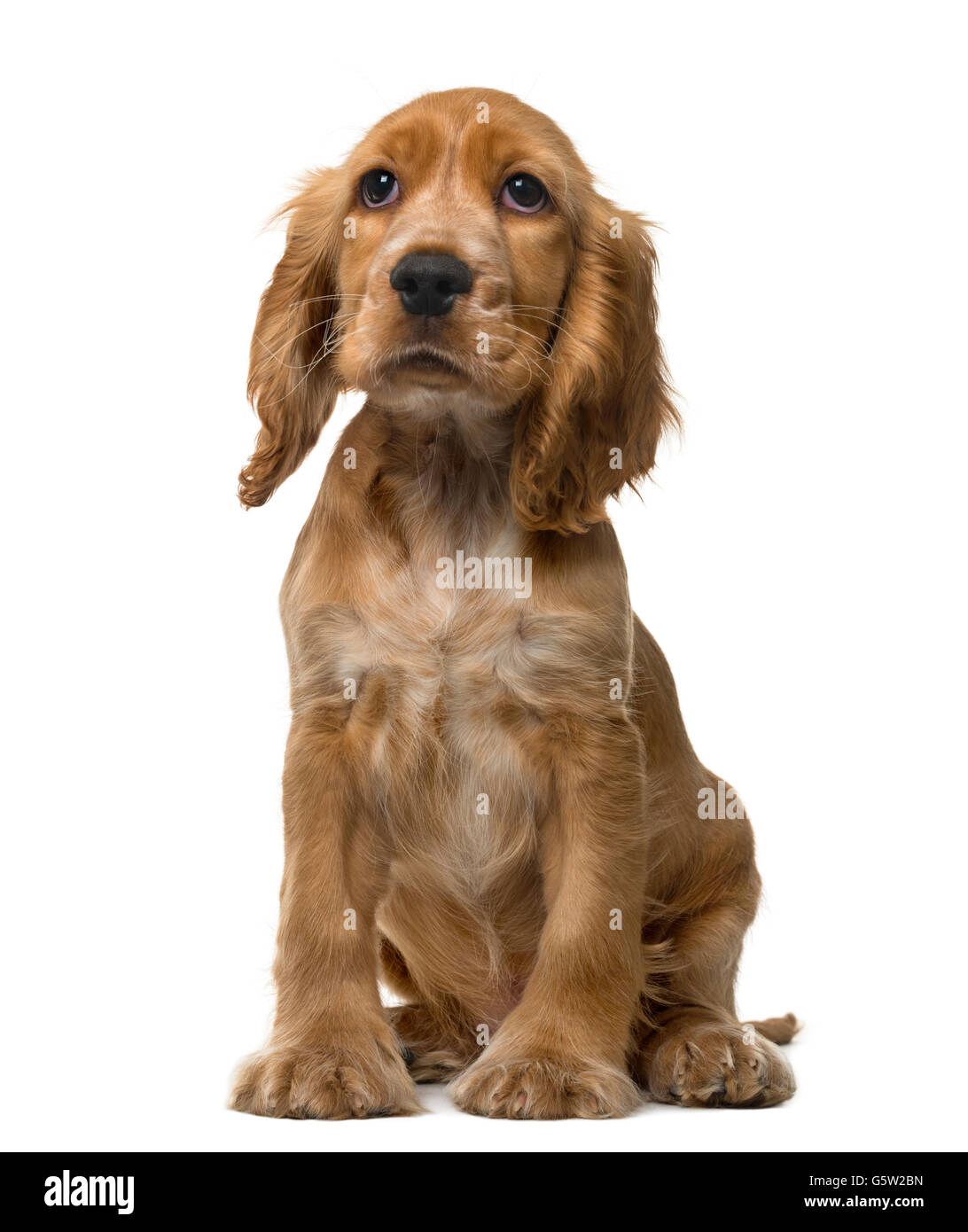3 month hotsell old cocker spaniel