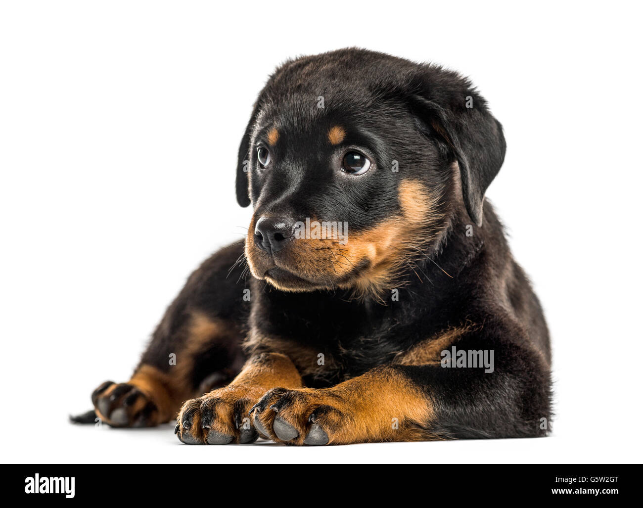 Rottweiler lying down hires stock photography and images Alamy