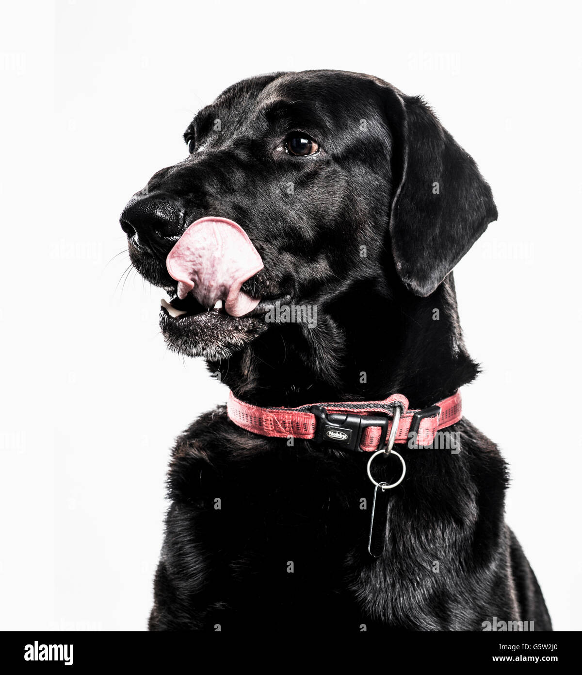 Closeup of a Labrador Retriever sticking the tongue out, isolated on