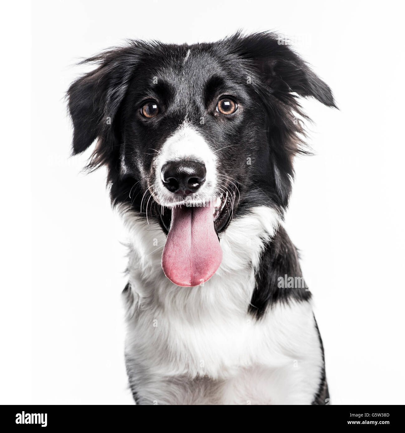 Close-up of a Border Collie puppy sticking the tongue out, isolated on white Stock Photo