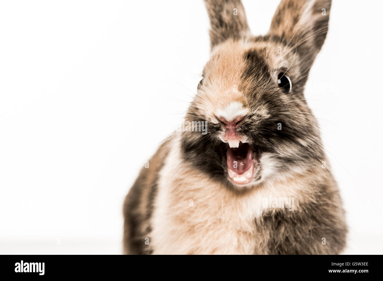 Animal laughing rabbit hires stock photography and images Alamy
