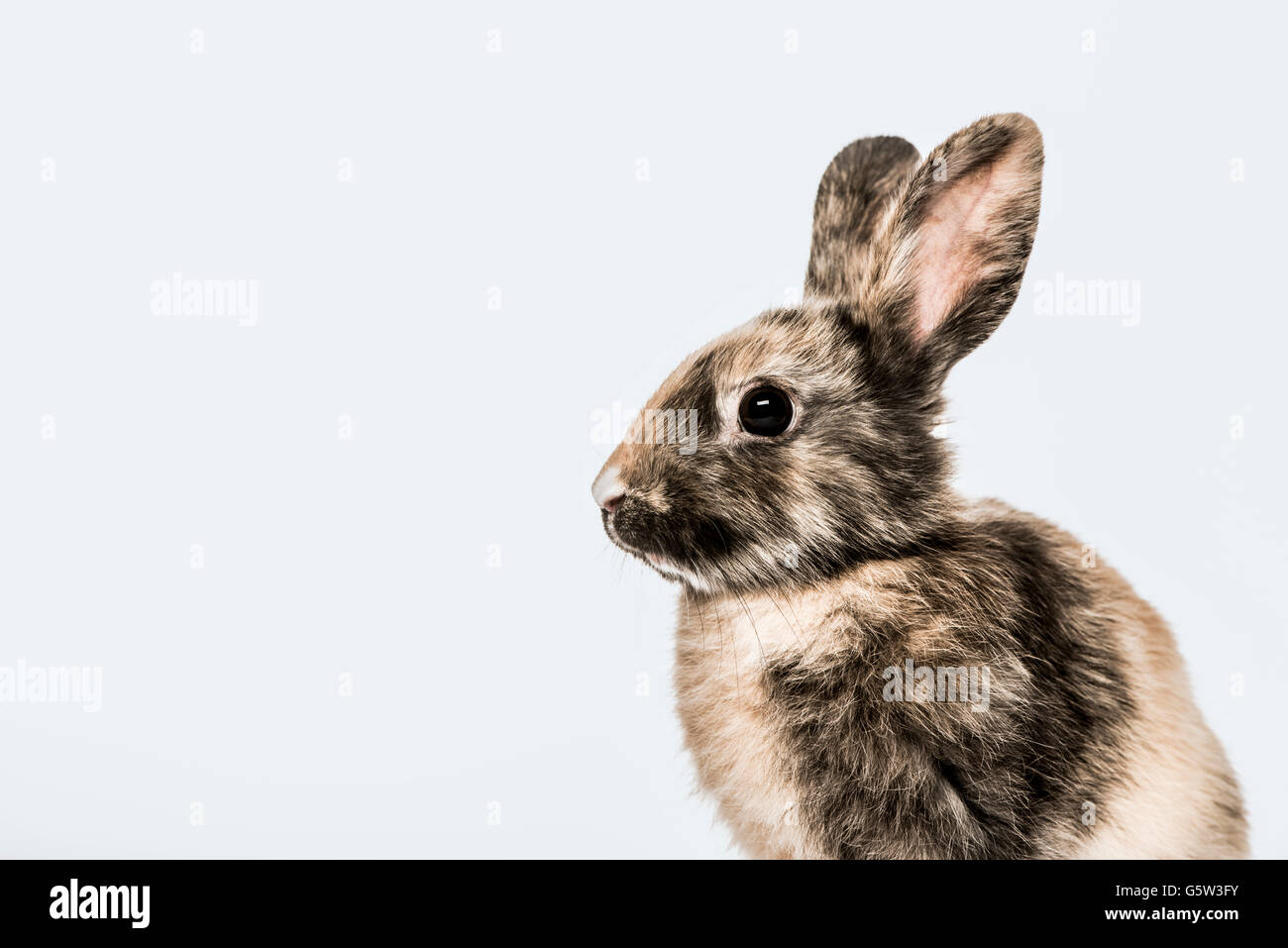 Profile of Rabbit isolated on white Stock Photo - Alamy