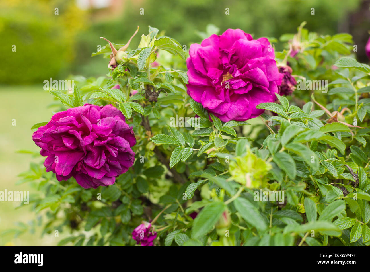 Rosa Roseraie de l'Hay in flower Stock Photo - Alamy