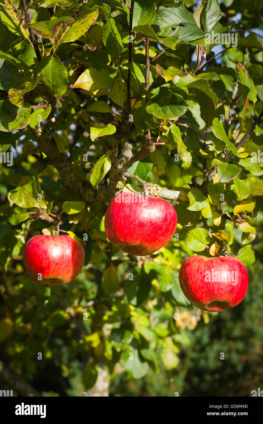 Three rosy red apples on a tree in autumn Stock Photo
