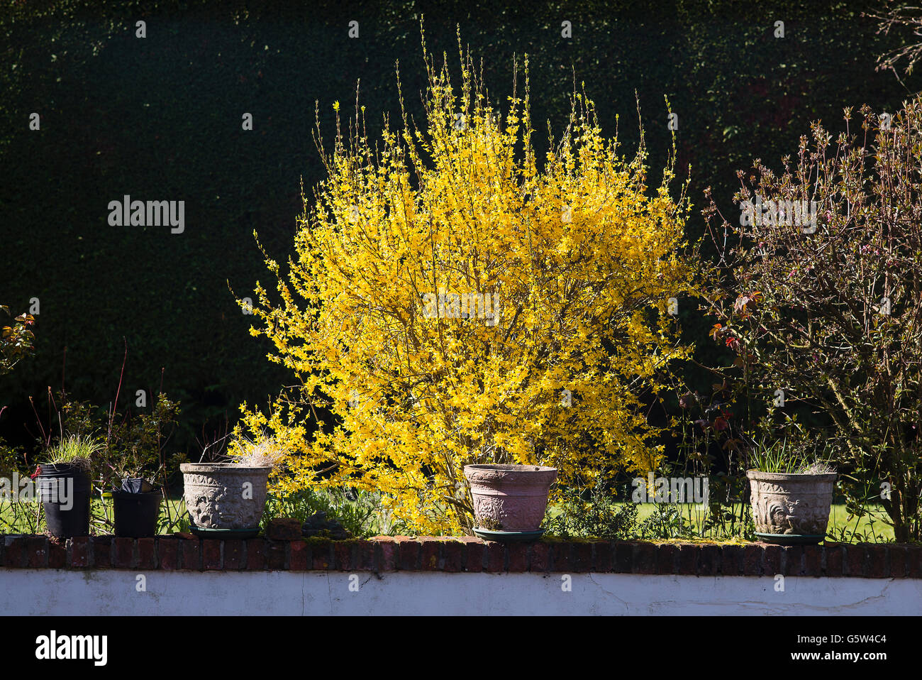 Forsythia shrub in full flower Stock Photo