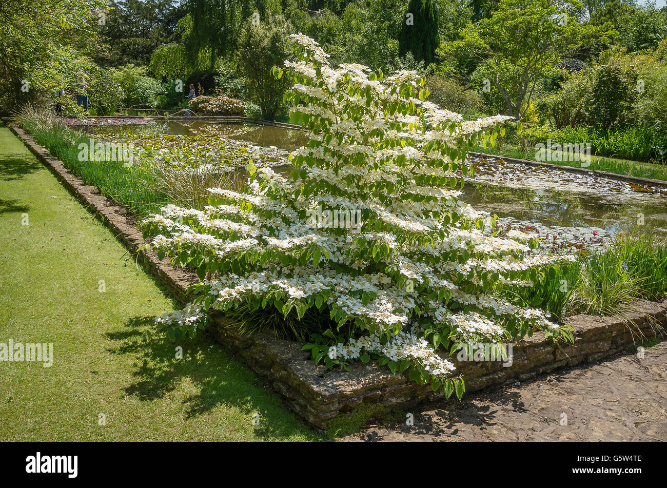 Viburnusm plicatum Lanarth as a feature plant at the corner of an ornamental lily pool in an English garden Stock Photo