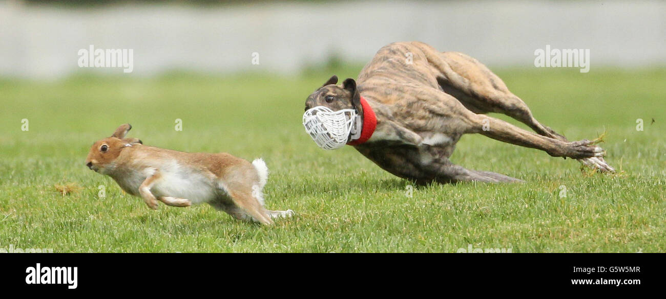 King Rooney turns the Hare during the Greyhound and Pet World Oaks Race