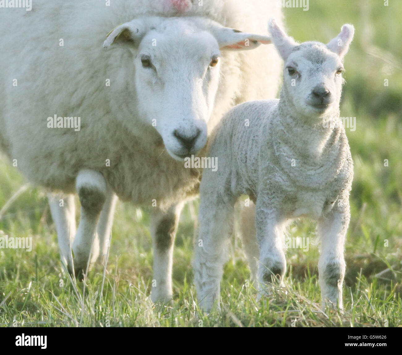 Spring lambs in a field in clonmel co tipperary hires stock