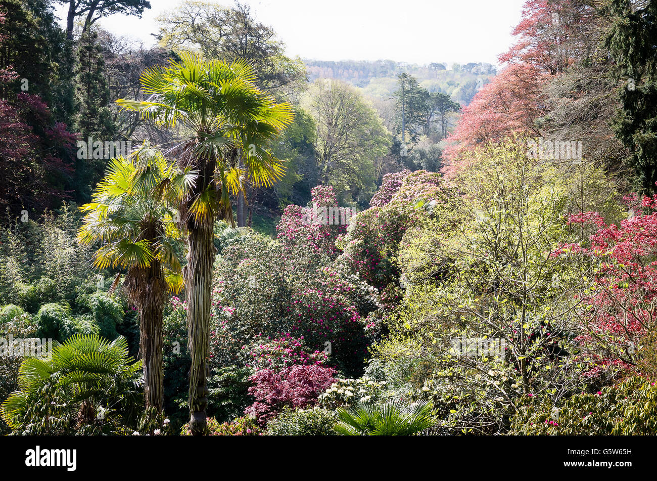 Tropical flowering trees hi-res stock photography and images - Alamy