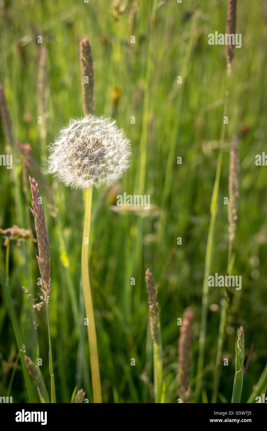 Dandelion seedhead in long grass Stock Photo