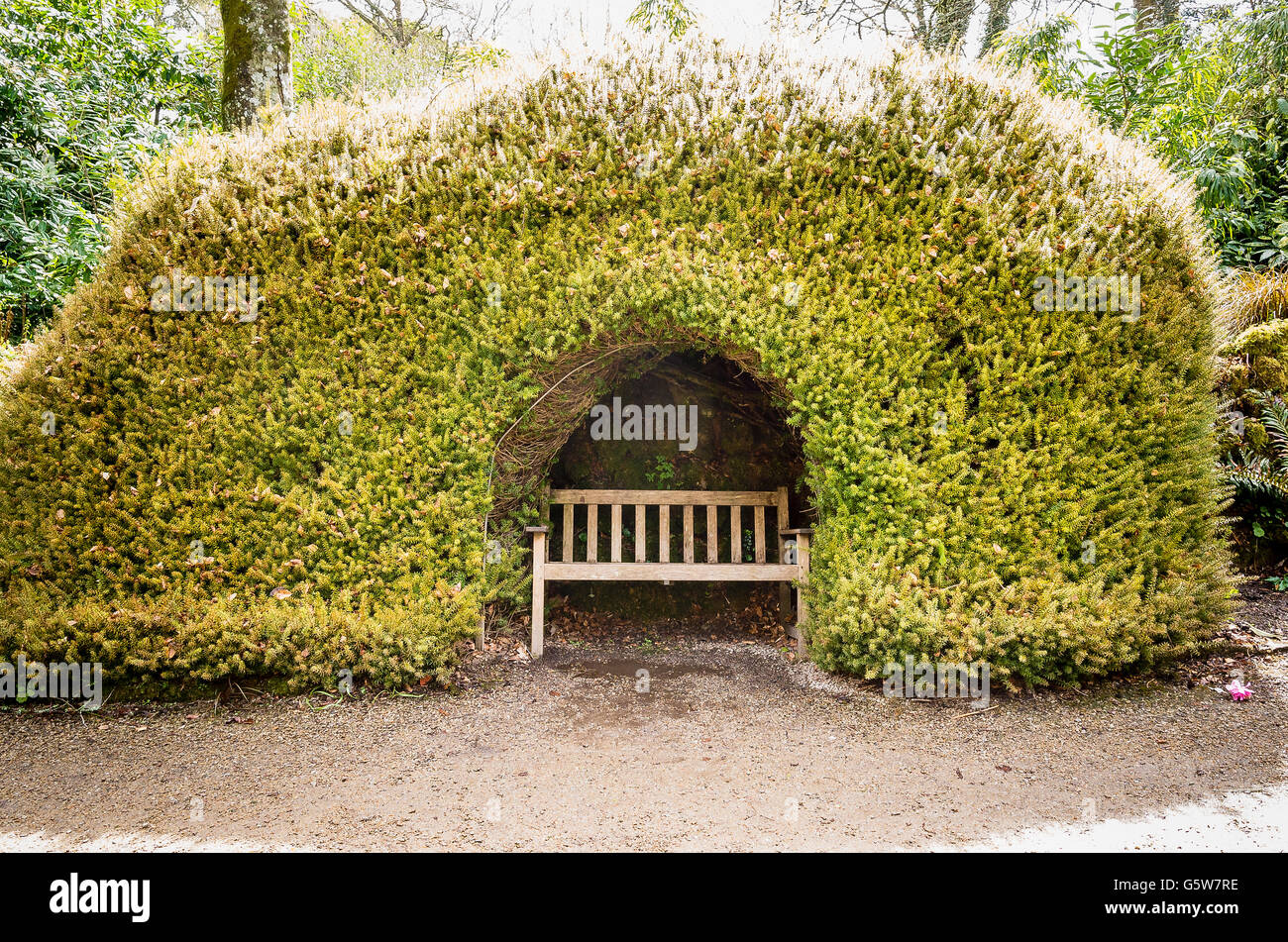 Secluded seat sheltered by yew in Trengwainton gardens UK Stock Photo ...