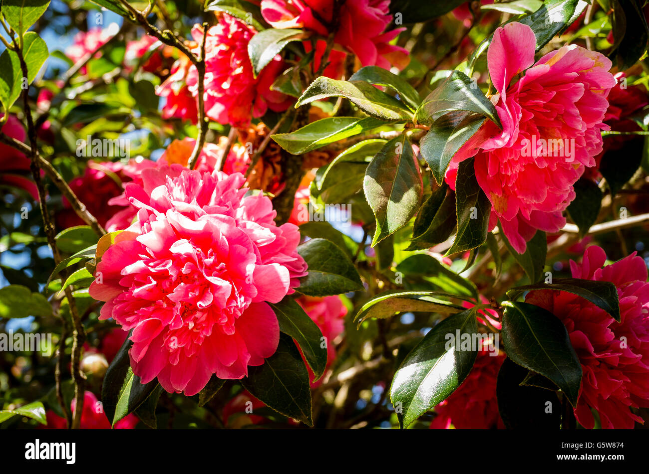 Camellia 'Anticipation flowering in Spring in Cornwall UK Stock Photo