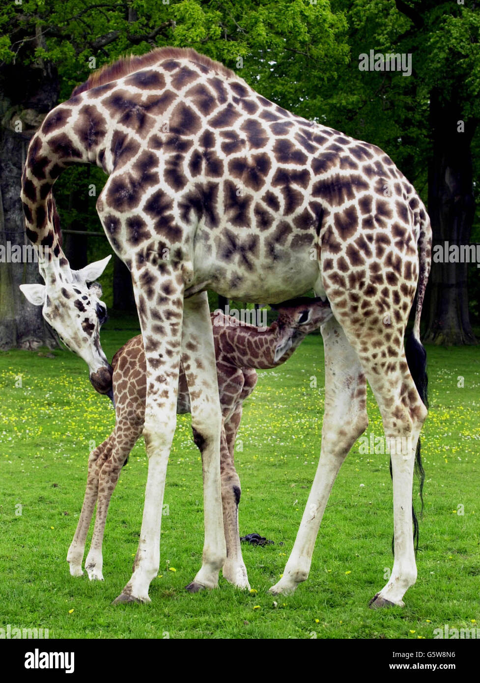 Shakula, a Rothschild giraffe, receives some loving attention at Longleat Safari Park from her mother, Jolly. The six foot two inches baby born April 26, 2002, is the eighth calf to be born to Jolly at Lord Bath's Wiltshire estate and park. Stock Photo