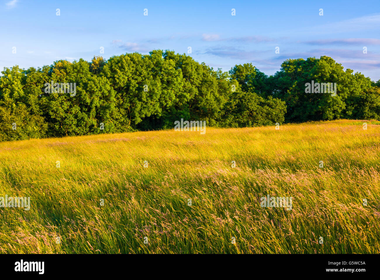 A meadow and trees in summer evening light. Ashton Court, Long Ashton, North Somerset, England. Stock Photo