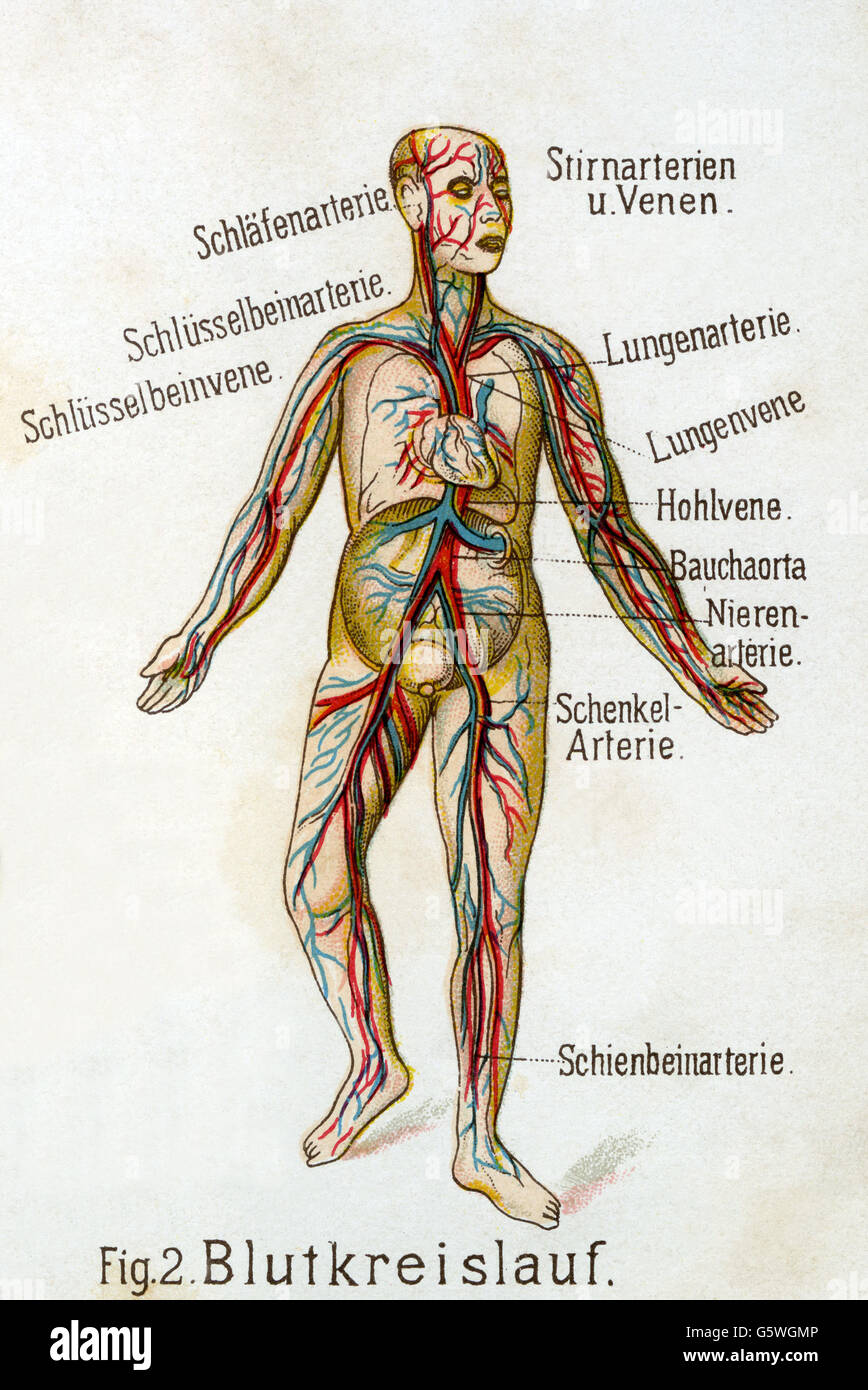 medicine, anatomy, blood circulation, from: Friedrich Eduard Bilz, New Naturopathic Treatment, Leipzig, Germany, 1902, Additional-Rights-Clearences-Not Available Stock Photo