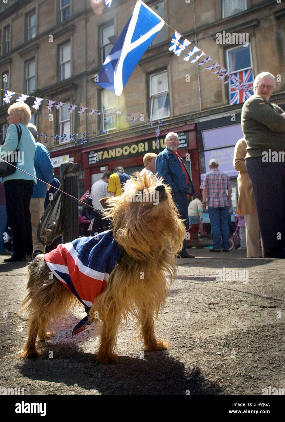 A dog wrapped up by his owner in the Union Flag for Jubilee celebrations, looks up at the scottish saltire, at a street party at Bridgeton Cross in the East End of Glasgow. Stock Photo
