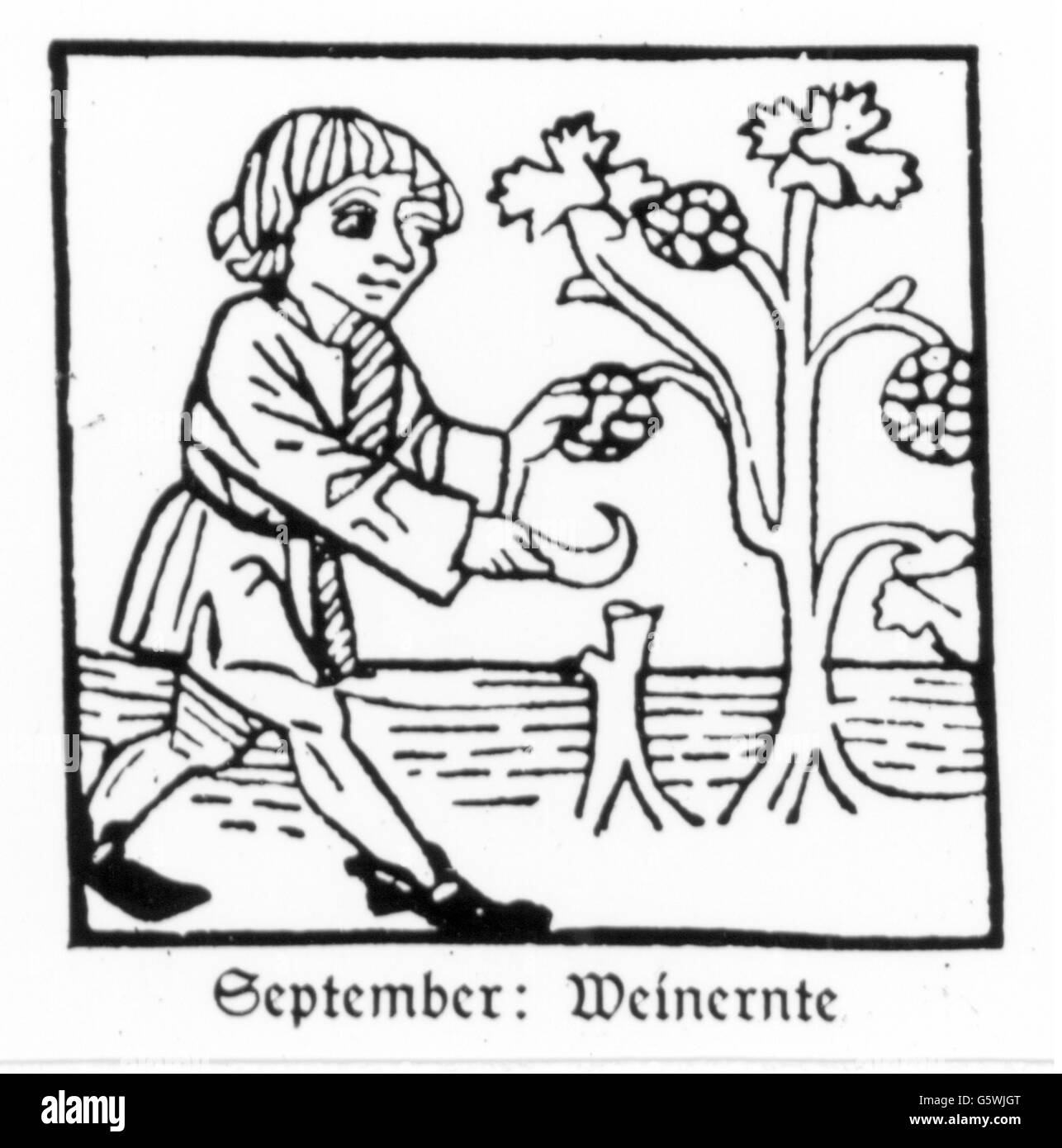season, 'September', vintner grape gathering, woodcut, print: Johann Bämler, Augsburg, circa 1483, Additional-Rights-Clearences-Not Available Stock Photo