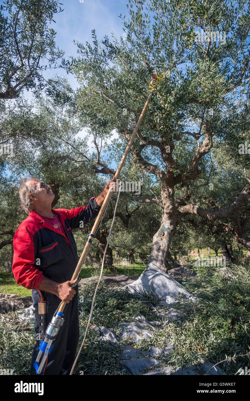 Harvesting Kalamata olives, near Kardamyli in the Outer Mani, Messinia