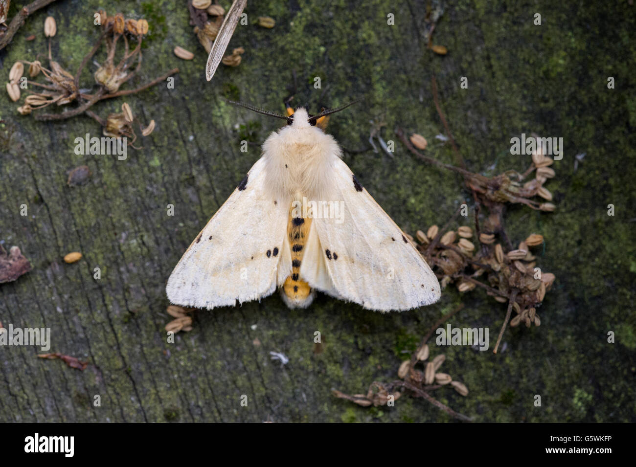 A White Ermine (Spilosoma lubricipeda) resting on an old garden table in East Yorkshire Stock Photo